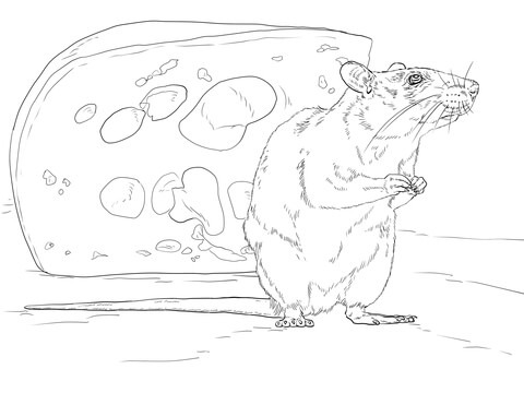 Brown Rat And Piece Of Cheese Coloring Page